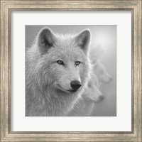 Framed Arctic Wolves - Whiteout - B&W