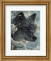 Framed Black Wolf - Black in White