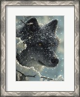 Framed Black Wolf - Black in White