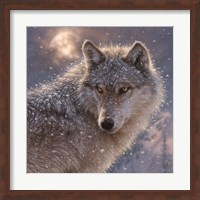 Framed Lone Wolf - Square