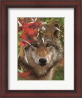 Framed Wolf - Autumn Encounter