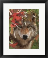 Framed Wolf - Autumn Encounter