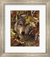 Framed Wolf - Autumn Shadows