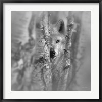 Framed Wolf - Focused - B&W