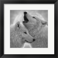 Framed Wolves - Love Song - B&W