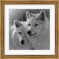 Framed Wolves - Sunlit Soulmates - B&W