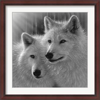 Framed Wolves - Sunlit Soulmates - B&W