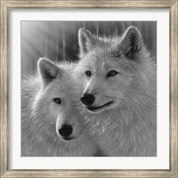 Framed Wolves - Sunlit Soulmates - B&W