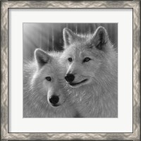 Framed Wolves - Sunlit Soulmates - B&W