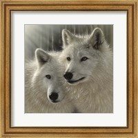 Framed Wolves - Sunlit Soulmates