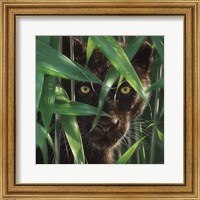 Framed Black Panther - Wild Eyes