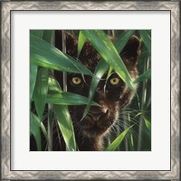 Framed Black Panther - Wild Eyes