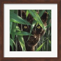 Framed Black Panther - Wild Eyes