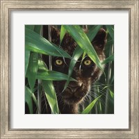 Framed Black Panther - Wild Eyes