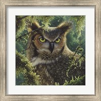 Framed Great Horned Owl - Watching and Waiting