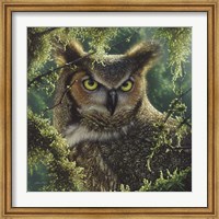 Framed Great Horned Owl - Watching and Waiting