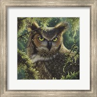 Framed Great Horned Owl - Watching and Waiting