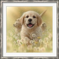 Framed Golden Retriever Puppy - Dandelions - Square