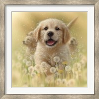 Framed Golden Retriever Puppy - Dandelions - Square