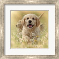 Framed Golden Retriever Puppy - Dandelions - Square