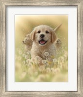Framed Golden Retriever Puppy - Dandelions