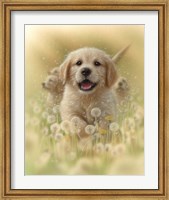 Framed Golden Retriever Puppy - Dandelions