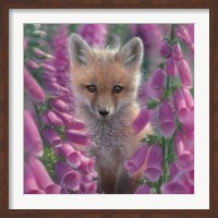 Framed Red Fox - Foxgloves - Square