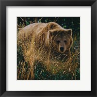 Framed Brown Bear - Crossing Paths