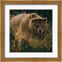 Framed Brown Bear - Crossing Paths