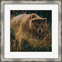 Framed Brown Bear - Crossing Paths