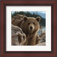 Framed Brown Bears - Backpacking - Square
