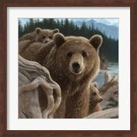 Framed Brown Bears - Backpacking - Square