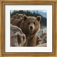 Framed Brown Bears - Backpacking - Square