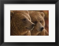 Framed Brown Bears - Lazy Daze