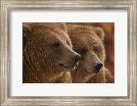 Framed Brown Bears - Lazy Daze