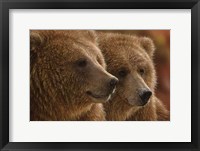 Framed Brown Bears - Lazy Daze