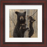 Framed Black Bear Mother and Cubs - Mama Bear