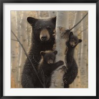 Framed Black Bear Mother and Cubs - Mama Bear