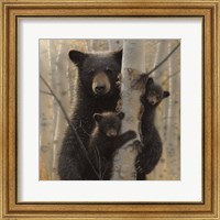 Framed Black Bear Mother and Cubs - Mama Bear