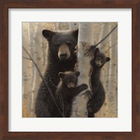 Framed Black Bear Mother and Cubs - Mama Bear