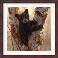 Framed Curious Cub I