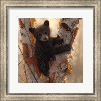 Framed Curious Cub I