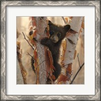 Framed Curious Cub II