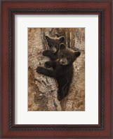 Framed Curious Cubs