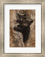 Framed Curious Cubs