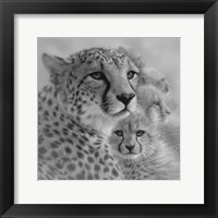 Framed Cheetah Mother and Cubs - Mother's Love - Square - B&W