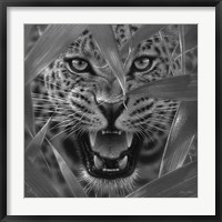 Framed Jaguar - Ambush - B&W