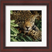 Framed Jaguar - At Rest