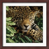 Framed Jaguar - At Rest