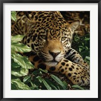 Framed Jaguar - At Rest